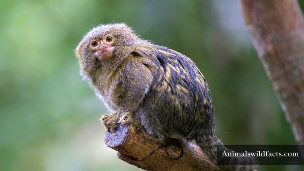 cute animal with big eyes