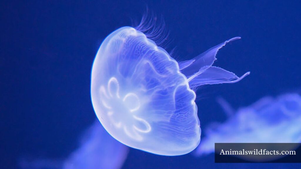 animals that are silent