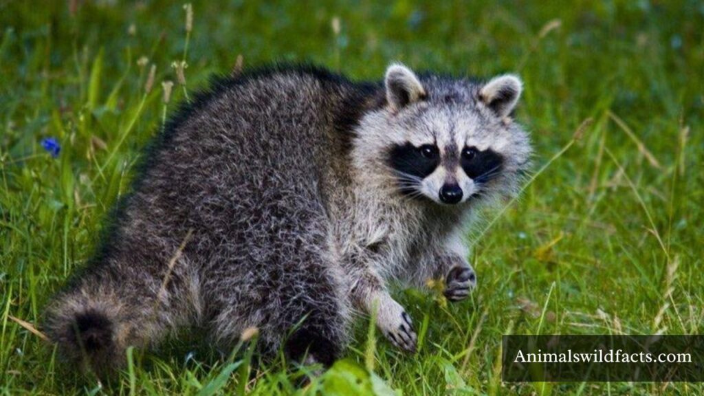 most stubborn animals