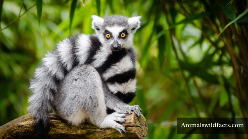 list of all striped animals