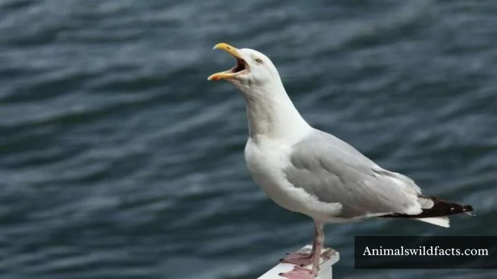 mischievous animals list