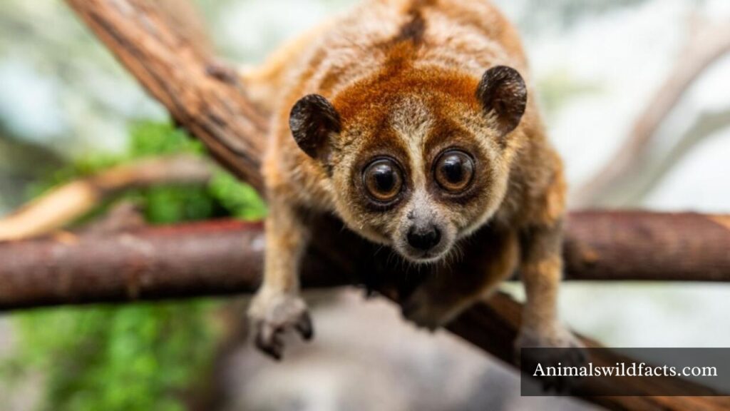 big eye animal