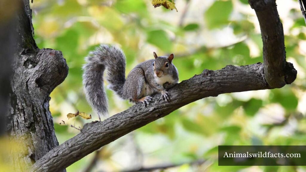 most mischievous animals in the world