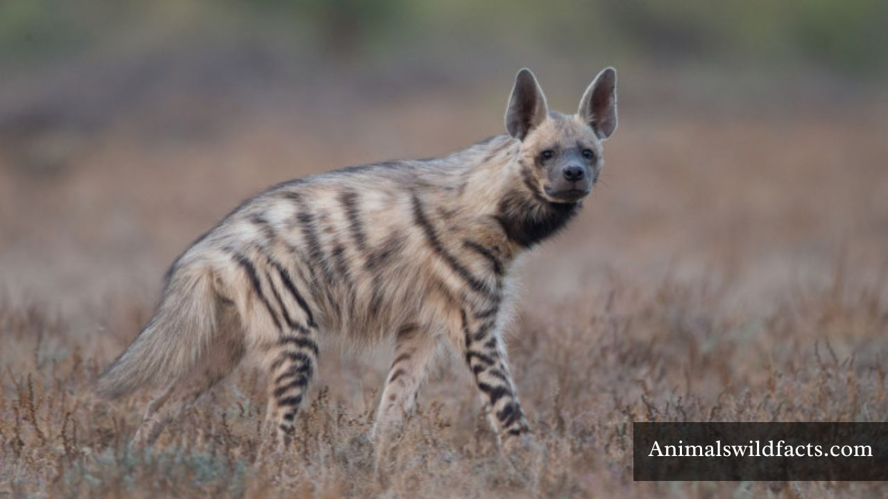 Striped Animals in the World