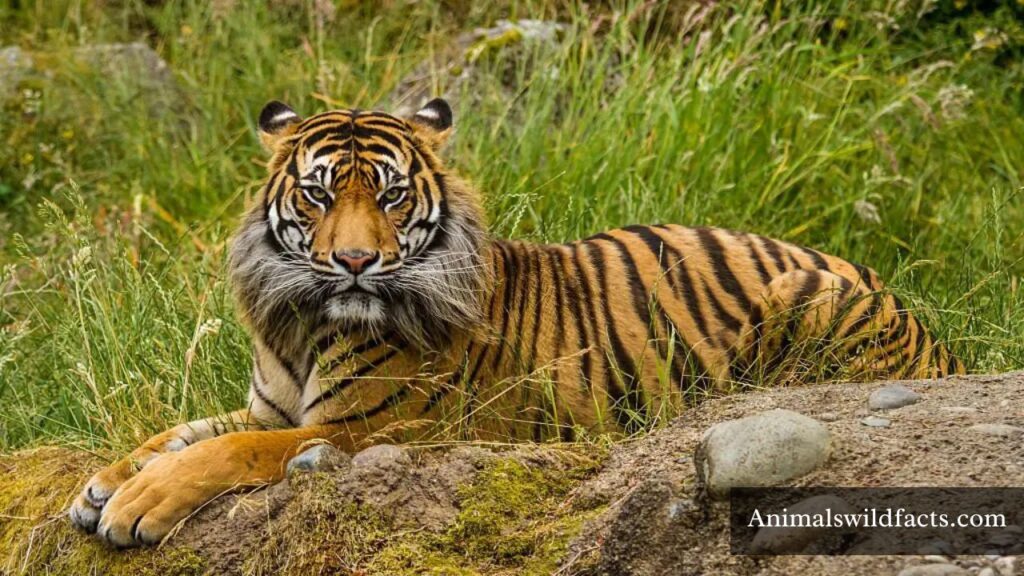 striped animals list