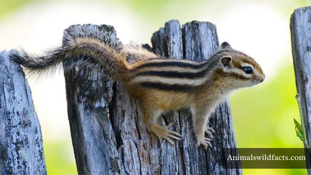 which animal has stripes on its body