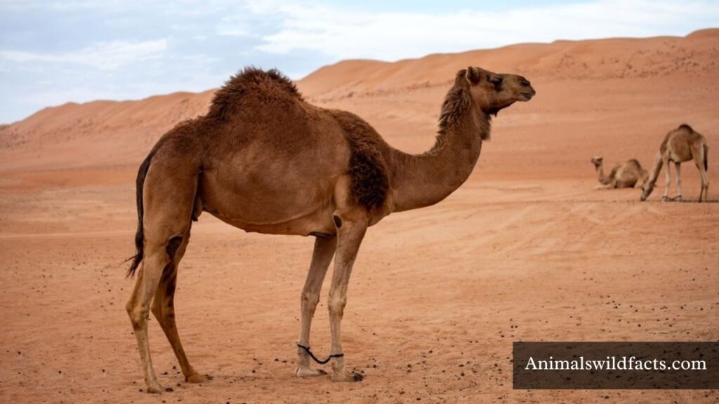 animals that are stubborn