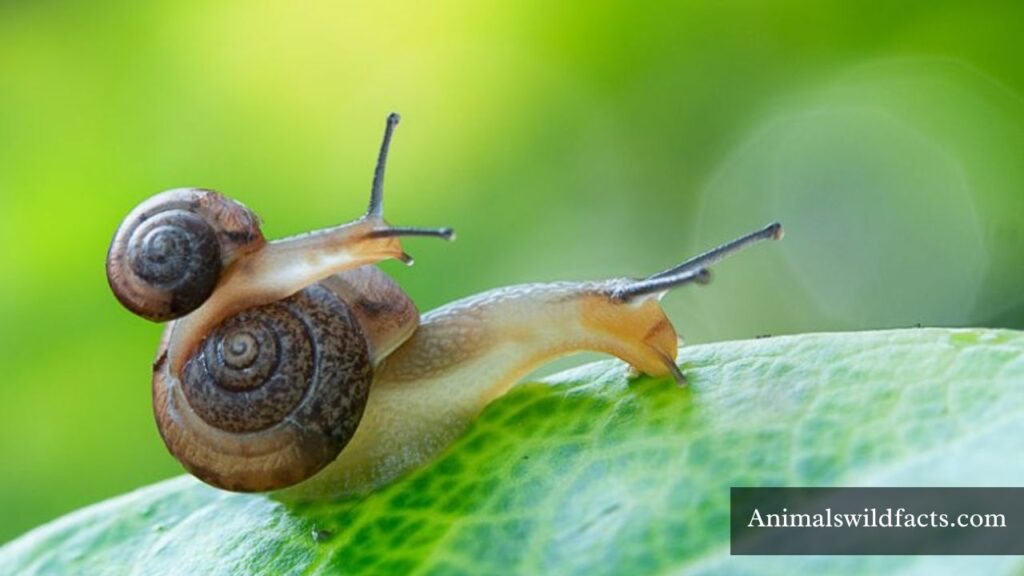 examples of weak animals