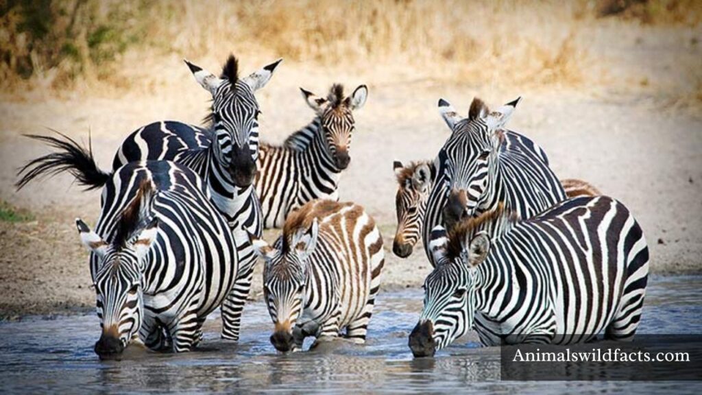 What are the Animals that Drink a lot of Water