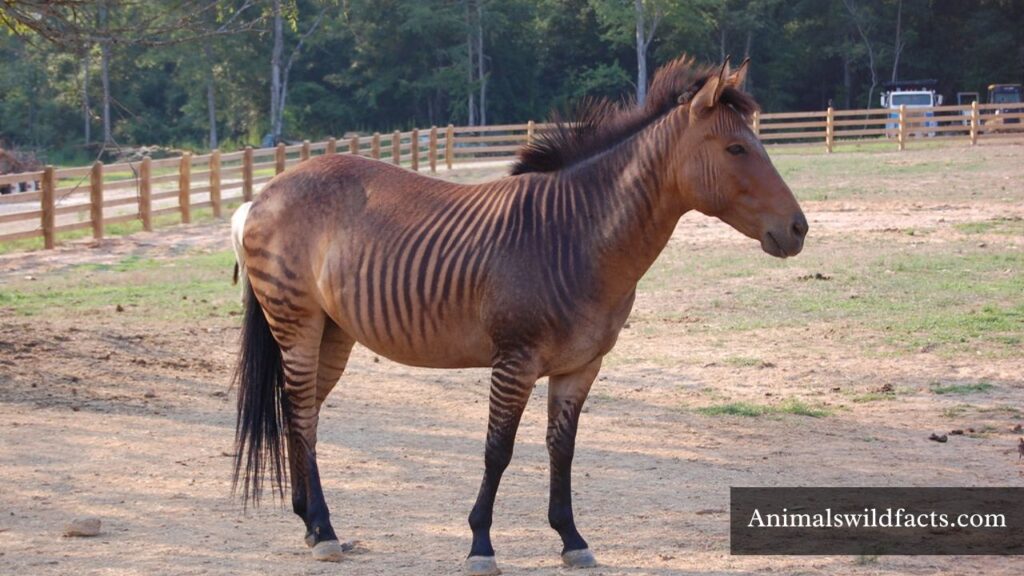 stripes animal