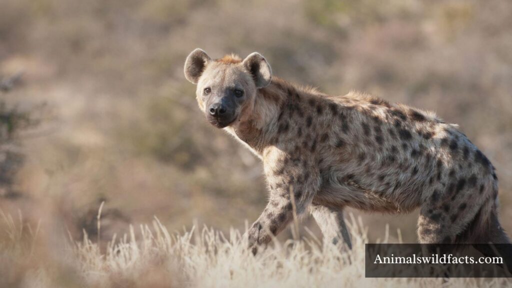 greediest animal