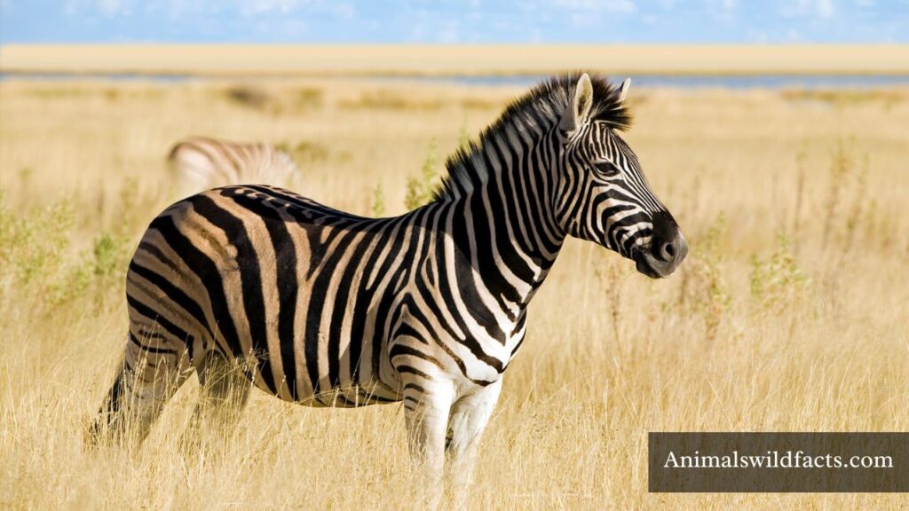 black and white striped animals