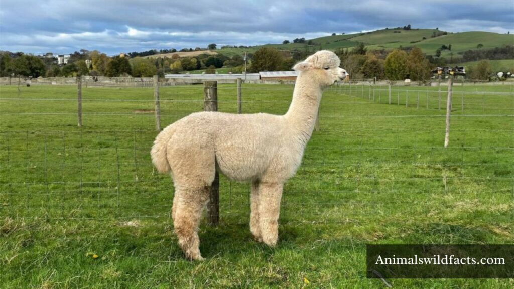 long neck animal
