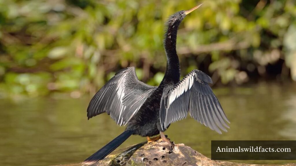 longest neck animal