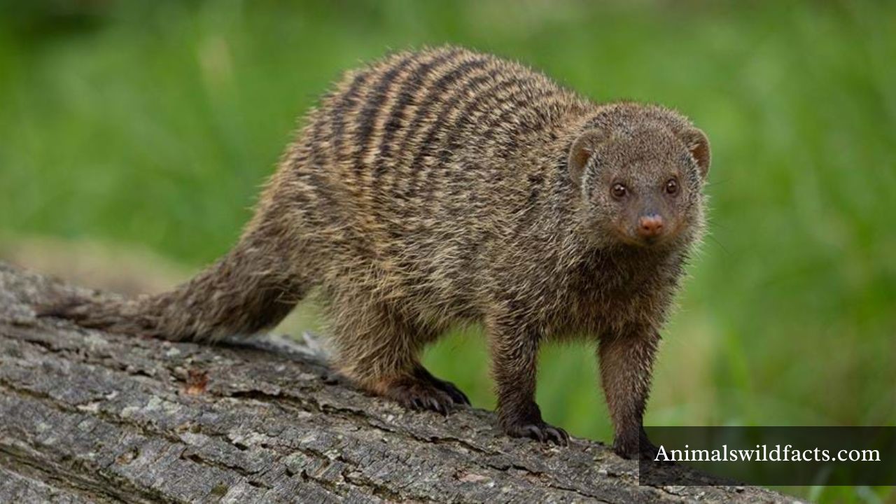Animals Like Mongoose