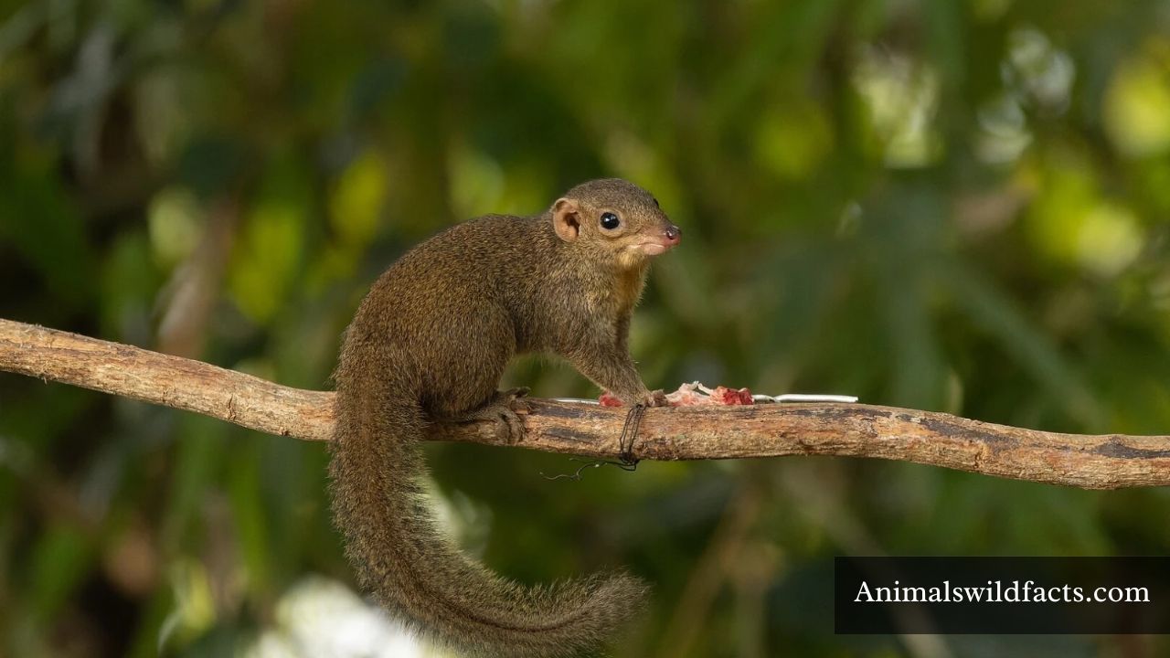 Animals That Sleep a Lot