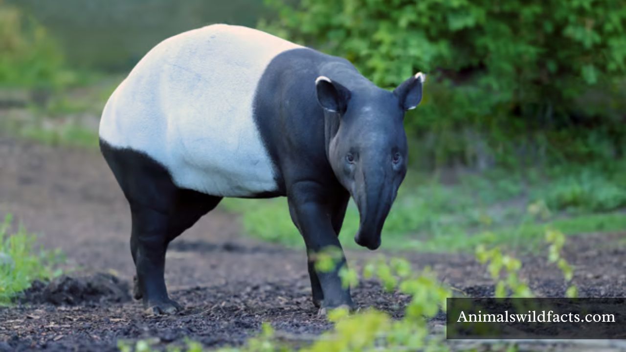 Animals with Big Noses
