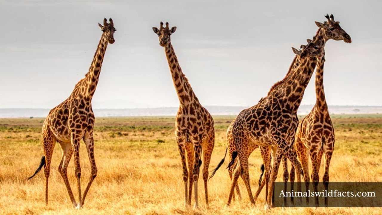 Animals with Long Necks