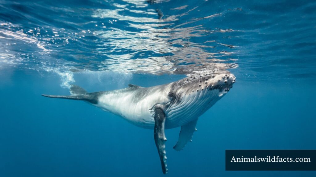 thick animal