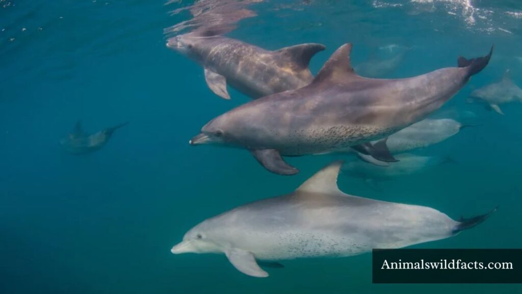 aquatic animals with flippers