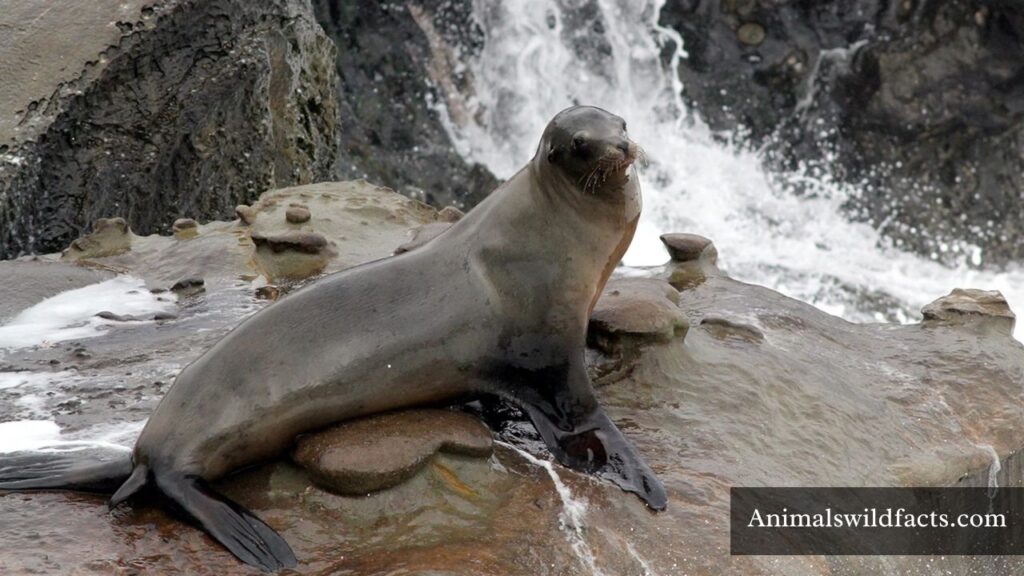 marine animals with flippers