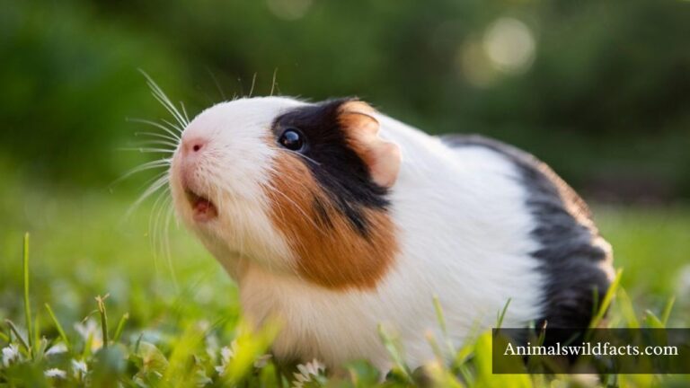 Chubby Animals in The World