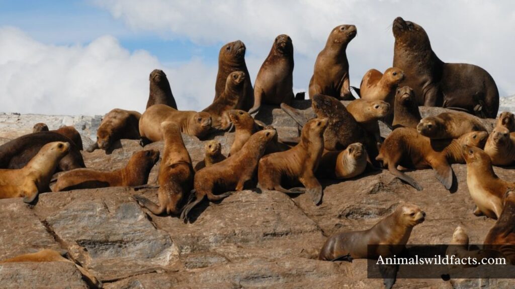 animals that are fat