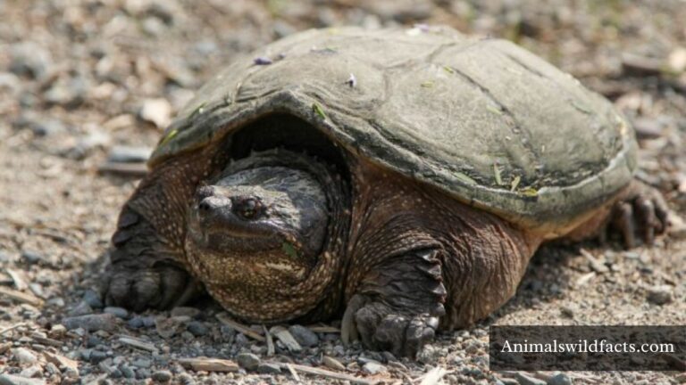 Top 12 Animals with Shells (With Images)