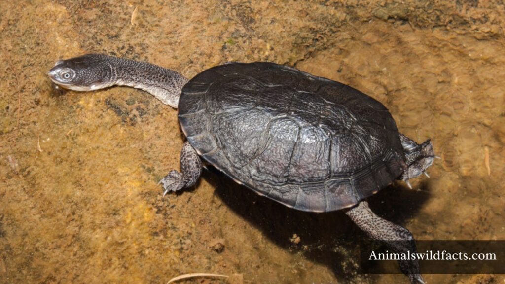 which animal has a long neck