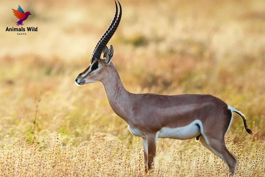 Gazelle