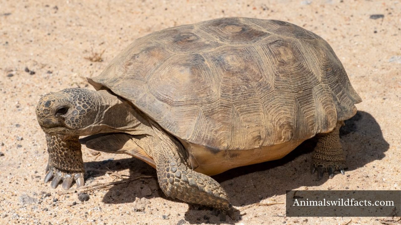 Top 12 Animals with Shells (With Images)