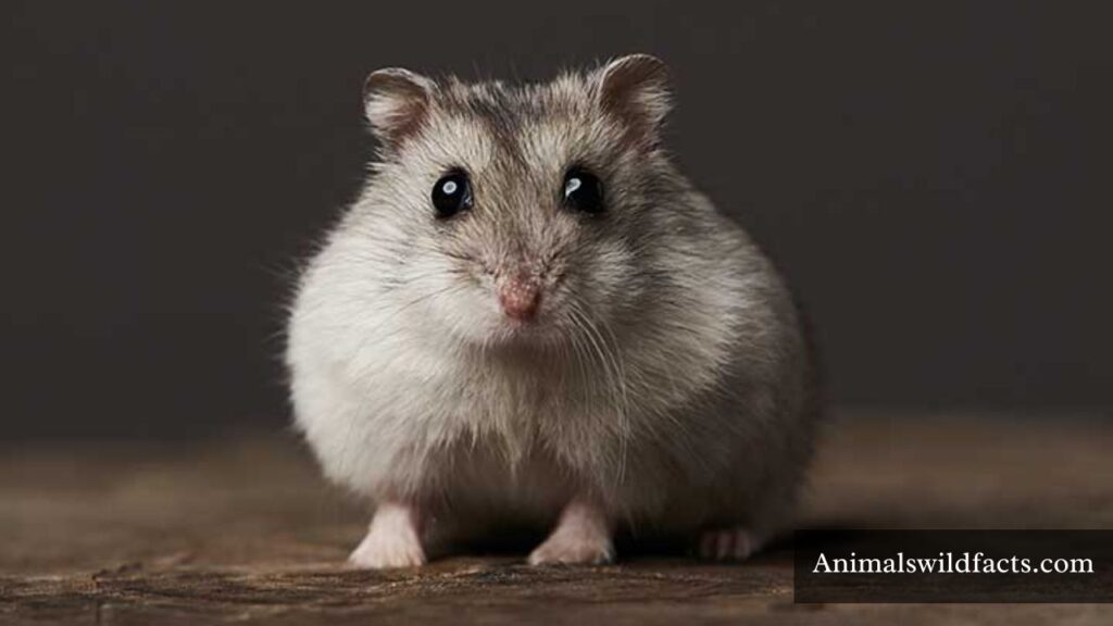 plump animals
