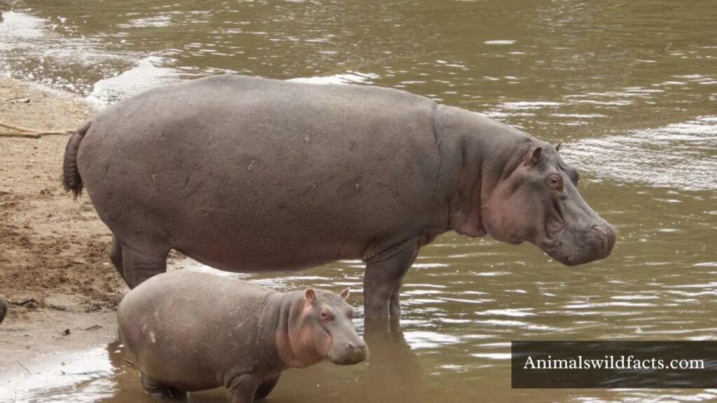 cute chubby animals