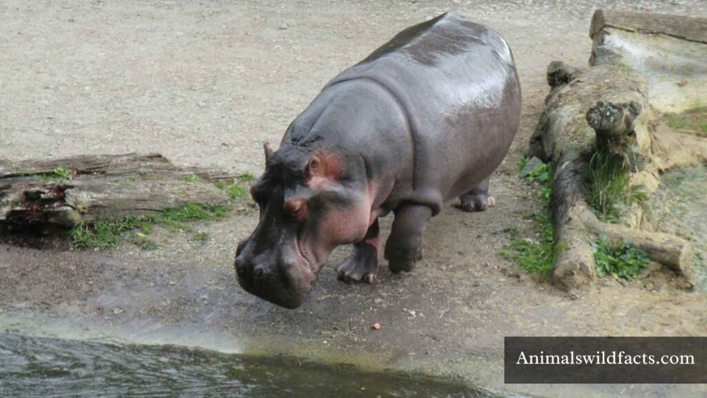 animals with tough skin