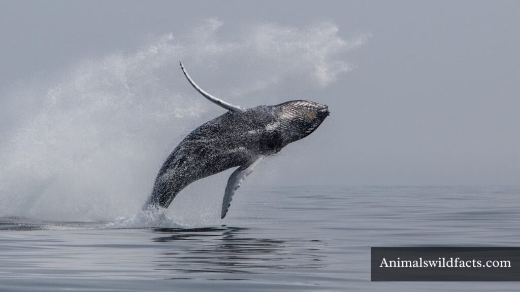 sea animals with flippers