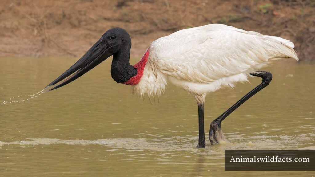 which animal has long neck
