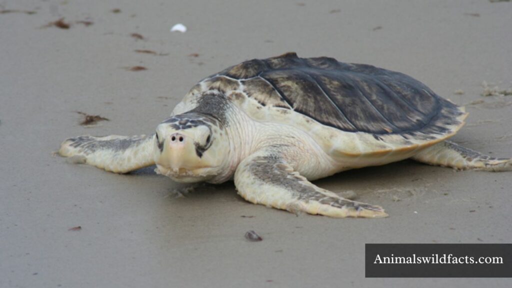 animal with flippers