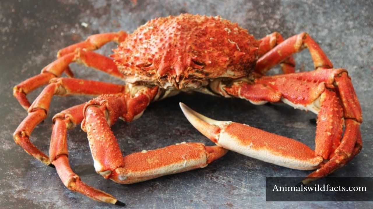 Top 12 Animals with Shells (With Images)