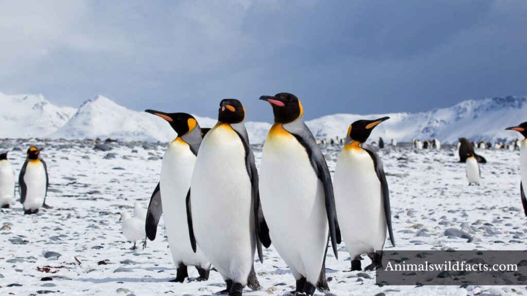 what animals have flippers