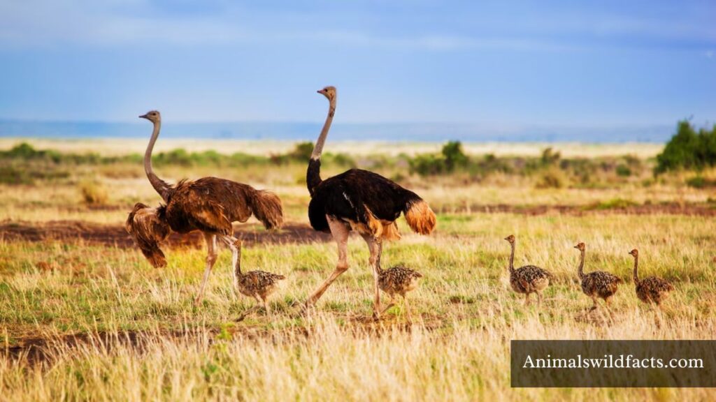 long neck animals