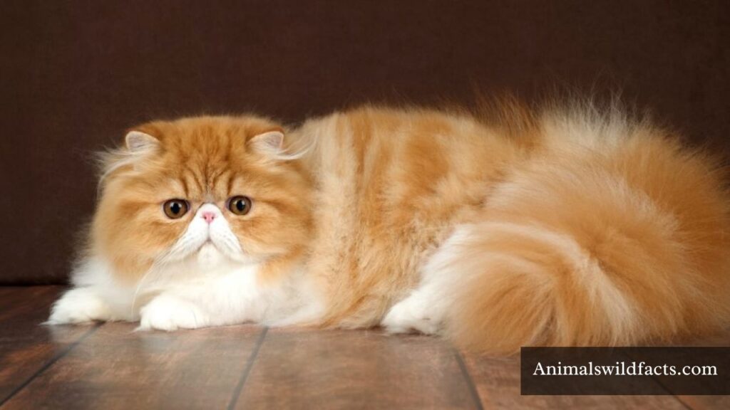 chubby cute animals