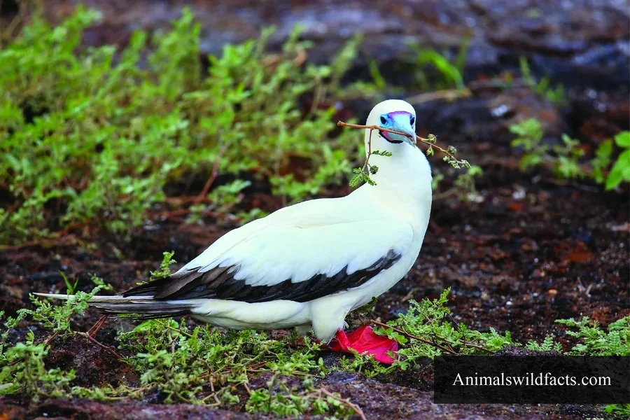 Red-footed Booby