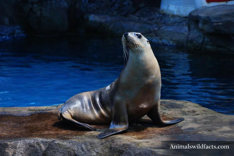 Animals With Short Legs
