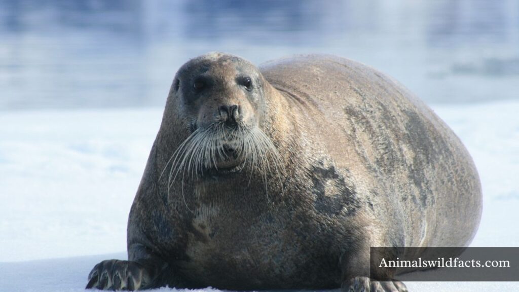 cute fat animals