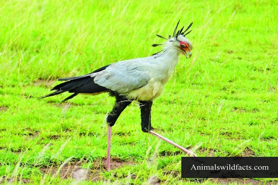 Secretary Bird