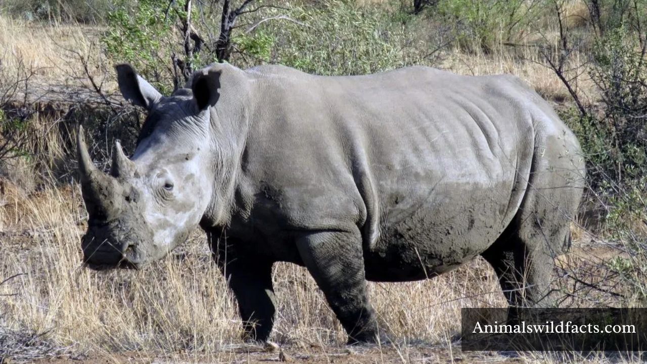 Thickest Skin Animals in The World