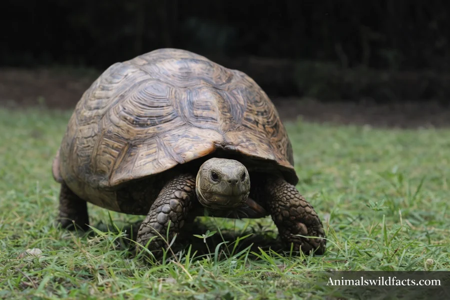Animals With Short Legs