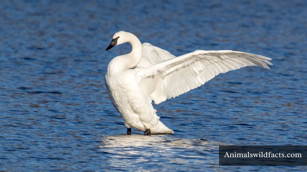 animal with a long neck