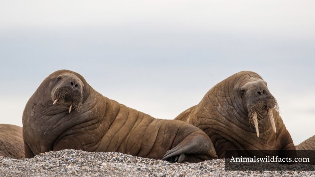 thick skin animals
