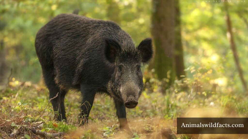 animal with the toughest skin
